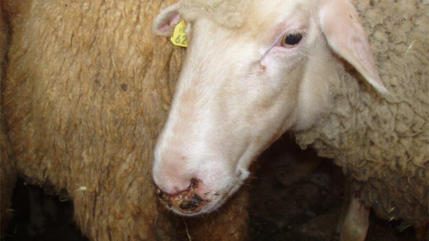 Plavi jezik pokosio 3.000 životinja, vakcine nema