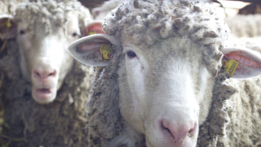 Stada ovaca oboljela od bolesti plavog jezika
