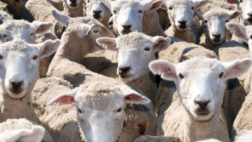 Uskoro i vakcinacija protiv "plavog jezika"?