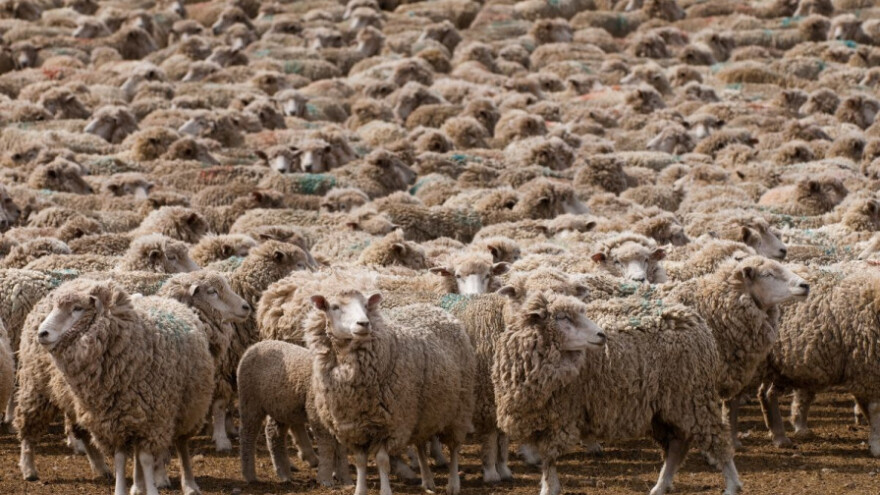 Eutanaziranje ovaca oboljelih od plavog jezika!