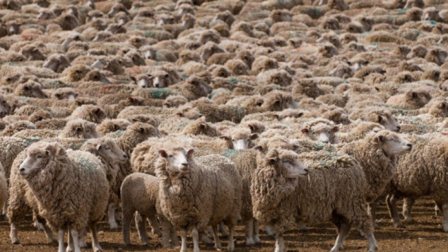 Eutanazija ovaca u susjednoj državi