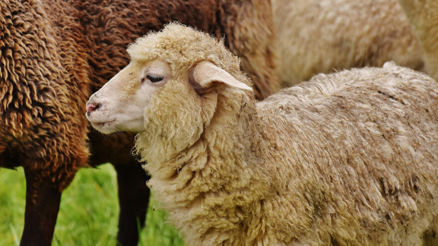 Plavi jezik potvrđen u 40 od 65 opština u RS!