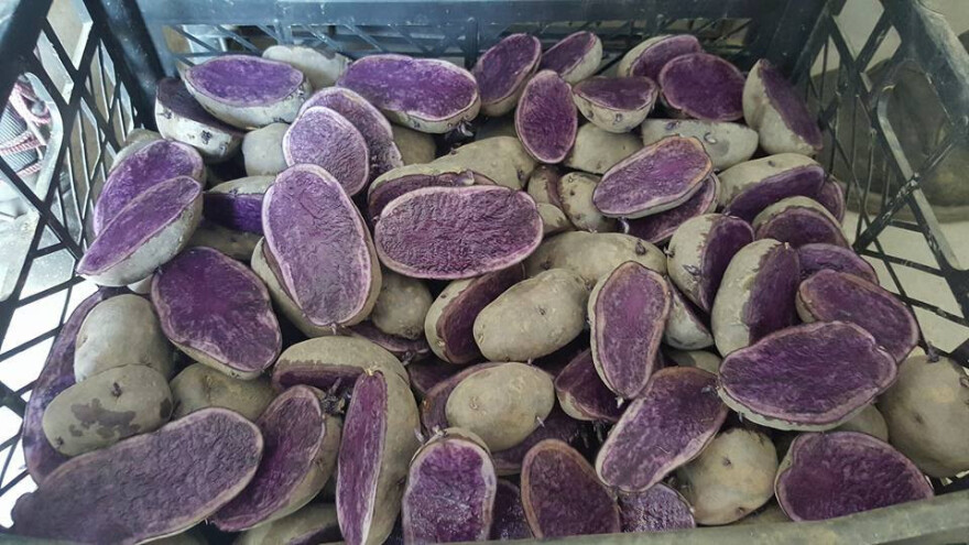 Na poljima Mesarića uz običan sadi se i plavi krumpir