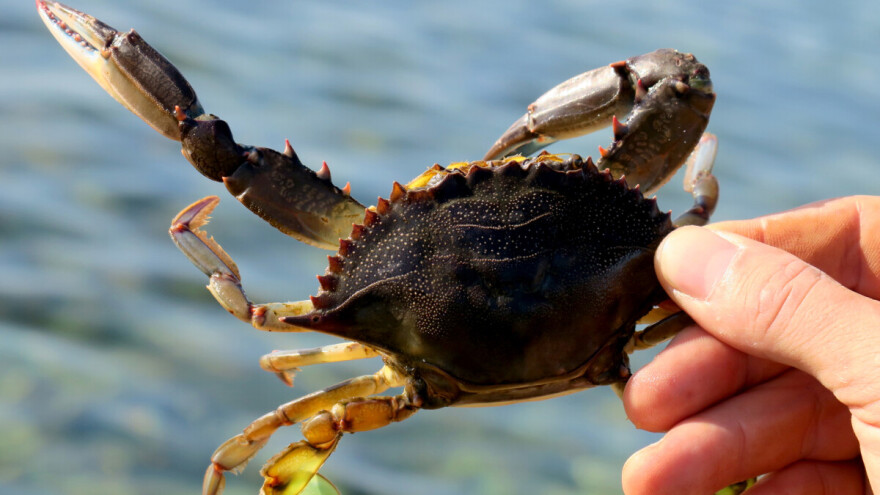Kako se riješiti invazivnog plavog raka? Najbolje je - pojesti ga