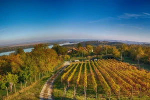Sorte grožđa panonia i regent za organska vina