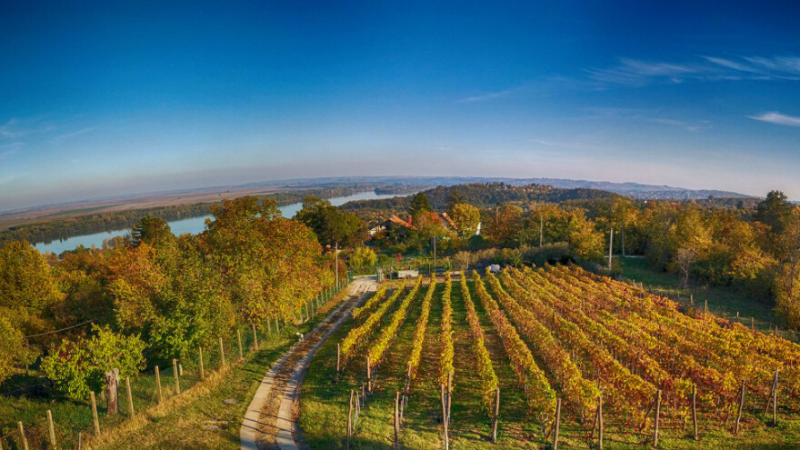 Sorte grožđa panonia i regent za organska vina