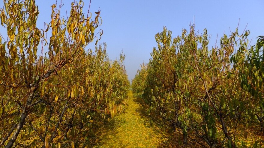 Jesenje "plavo" tretiranje koštičavog voća