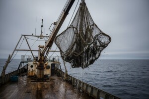 Plavoj tuni preti istrebljenje