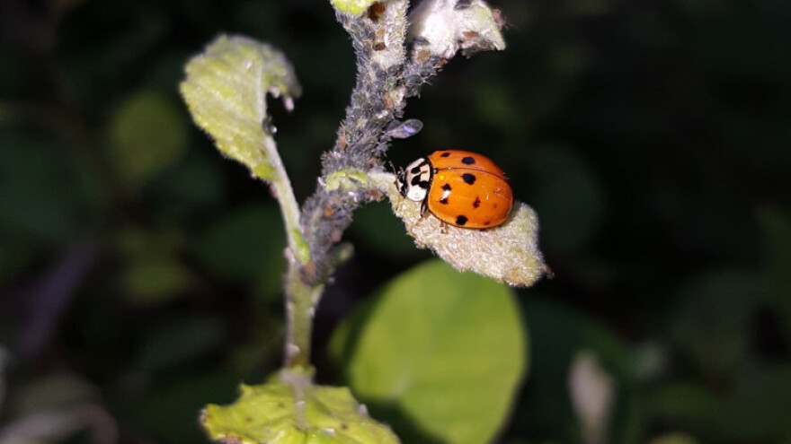 Zaštitite bilje i sebe potpuno prirodnim metodama