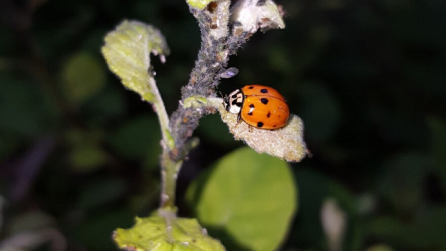 Zaštitite bilje i sebe potpuno prirodnim metodama