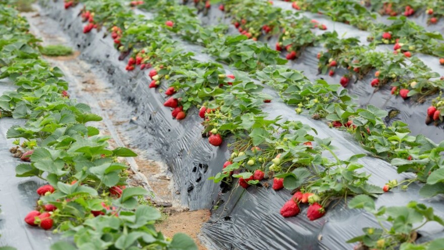 Proizvođači jagoda: Oprez, veliki rizik od razvoja sive plesni
