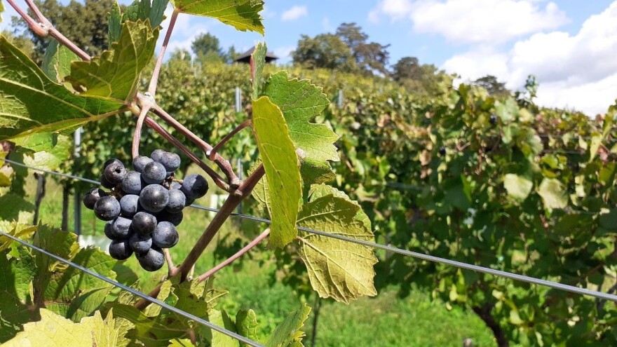 Projekt Plešivica: Vraćamo dug pradjedovima, a ostavljamo nešto vrijedno djeci i unucima