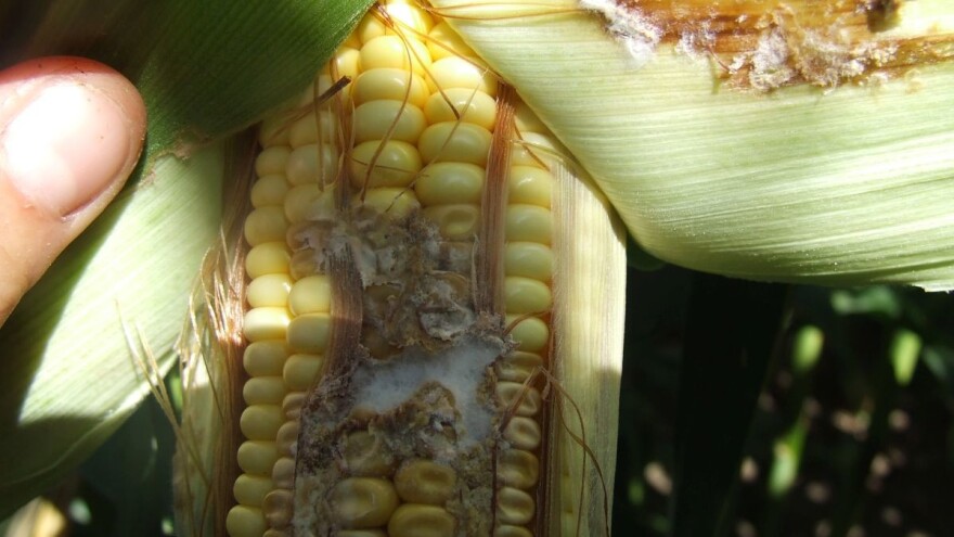 Koje se patogene vrste gljiva mogu naći na zrnu kukuruza?