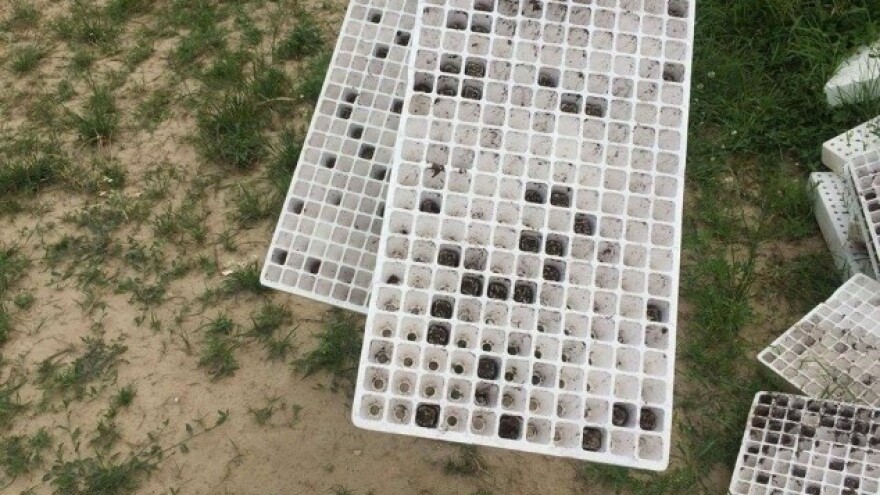 Prijem čistih plitica sadnica duhana!