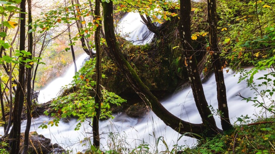 Danas je njihov dan - čuvajmo naše šume!