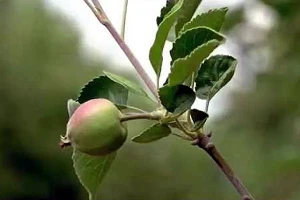Proređivanje plodova voća