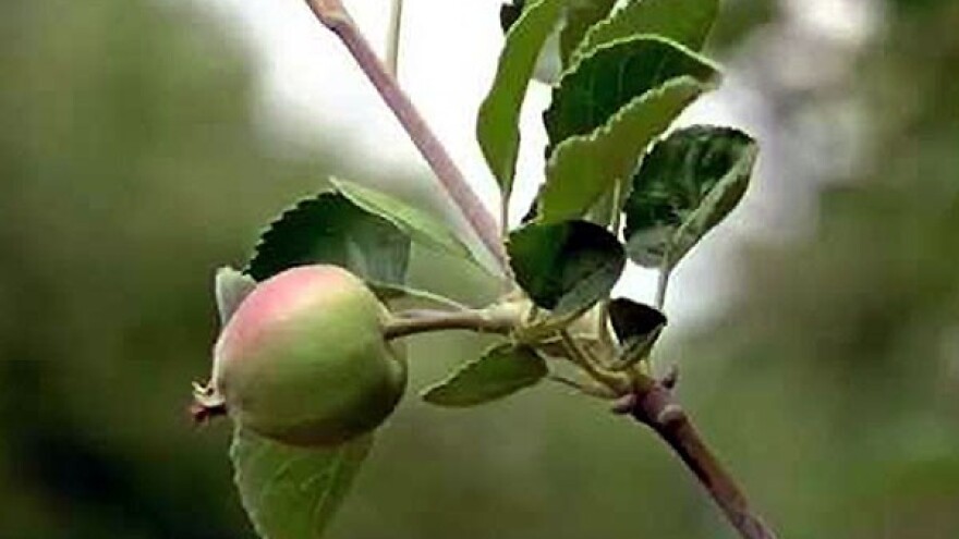 Proređivanje plodova voća