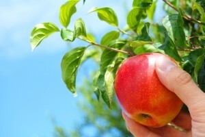 Zaštita voćaka tijekom kiše i visokih temperatura