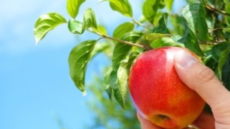 Zaštita voćaka tijekom kiše i visokih temperatura