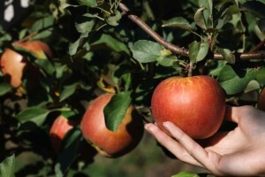 Pravovremenom zaštitom jabuke do visokih prinosa