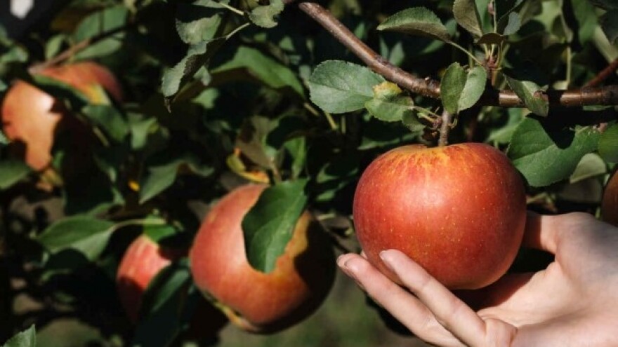 Uspješno suzbijte bolesti jabuke!