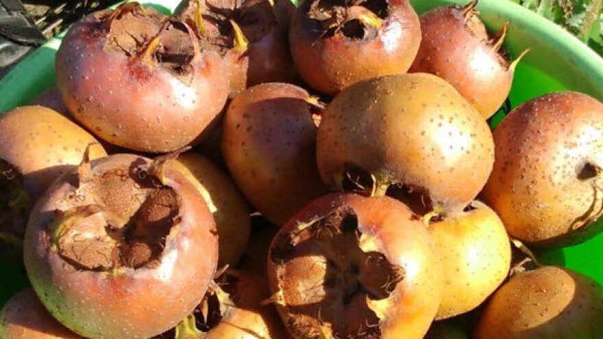 Kako uzgajati mušmulu - pomalo zaboravljeno voće?