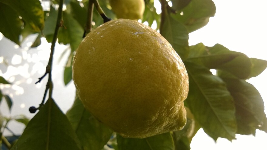 Limun - voćna kultura neiskorištenog potencijala