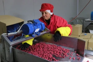 Maline i kupine sa planinskih srebreničkih plantaža stižu do Čilea i Kanade