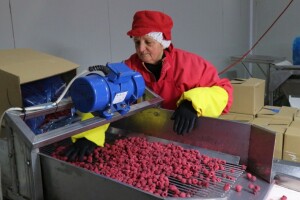 Maline i kupine sa planinskih srebreničkih plantaža stižu do Čilea i Kanade