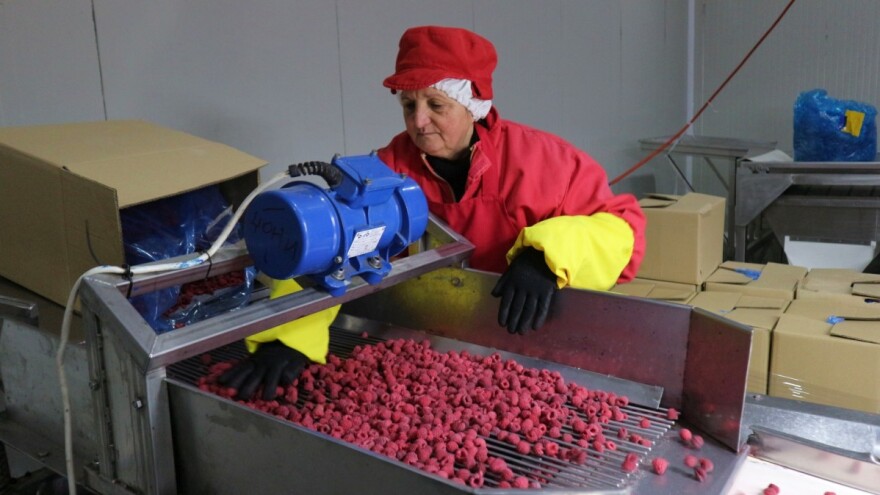 Maline i kupine sa planinskih srebreničkih plantaža stižu do Čilea i Kanade