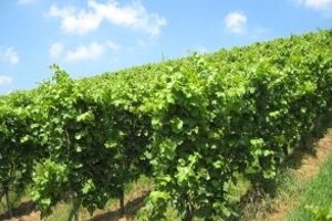 Zimsko prskanje vinograda