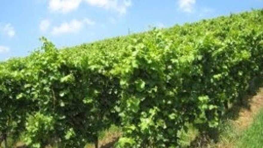 Zimsko prskanje vinograda