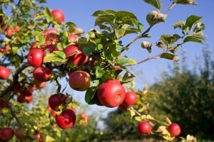 Biološka zaštita voćaka u integriranoj i ekološkoj proizvodnji