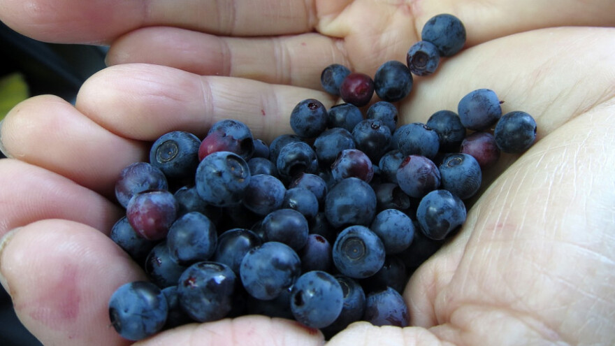 Borovica se otkupljuje za 5 KM po kilogramu