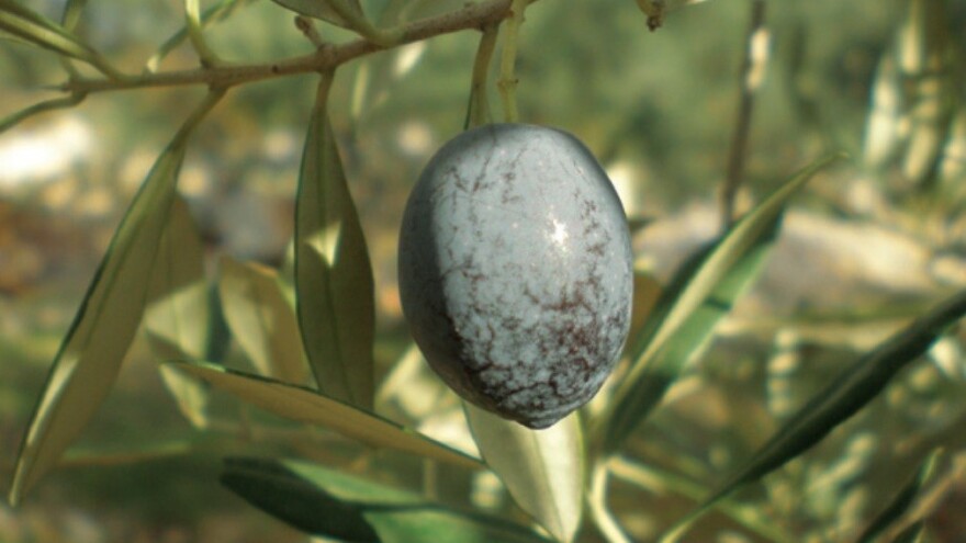 Plominka - autohtona sorta bujnog rasta i srednje otporna na rak masline