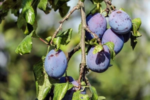 Udruživanje potrebno i proizvođačima rakije