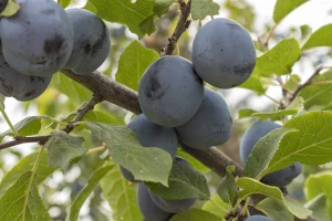 Evropsko žutilo - opasnost za šljive, breskve i kajsije