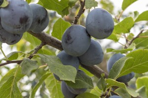 Evropsko žutilo - opasnost za šljive, breskve i kajsije