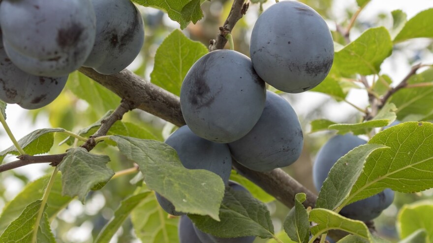 Evropsko žutilo - opasnost za šljive, breskve i kajsije