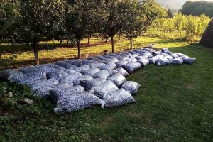 Milašinović: Šljiva rodila kao nikad ali ne mogu svima izaći u susret!