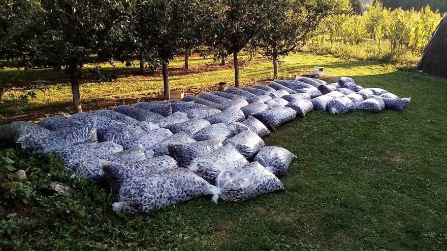 Milašinović: Šljiva rodila kao nikad ali ne mogu svima izaći u susret!