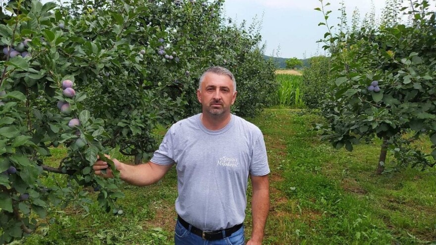 Jesmo li zaboravili na značaj i prednosti proizvodnje šljive?