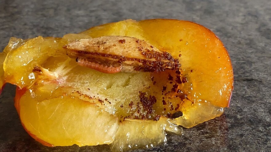 Šljivin savijač i štitasta vaš, najveći problemi ove godine - kako ih suzbiti?