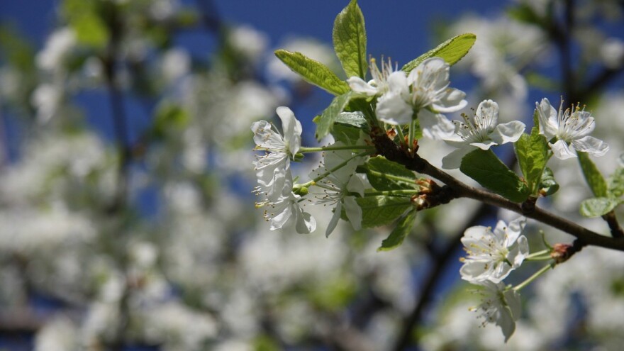 Od četvrtka porast temperature - opasnost od šljivine ose