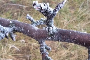 Kajsija i šljiva u opasnosti, a ratari neka sačekaju