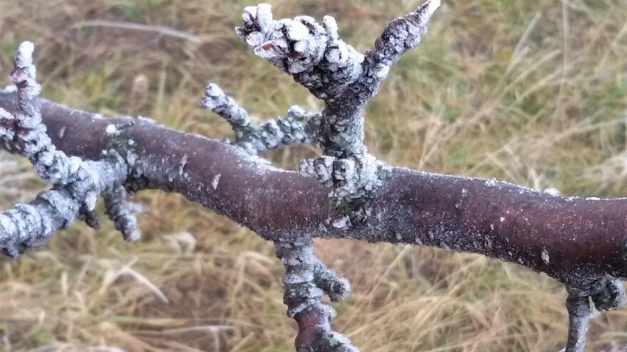 Kajsija i šljiva u opasnosti, a ratari neka sačekaju