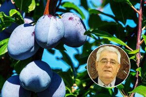 Ljeto se (ipak) ne da, rastom temperatura raste i sadržaj šećera u grožđu, ranije se bere i povrće