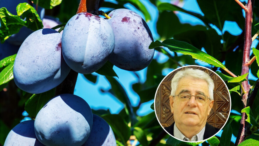 Ljeto se (ipak) ne da, rastom temperatura raste i sadržaj šećera u grožđu, ranije se bere i povrće