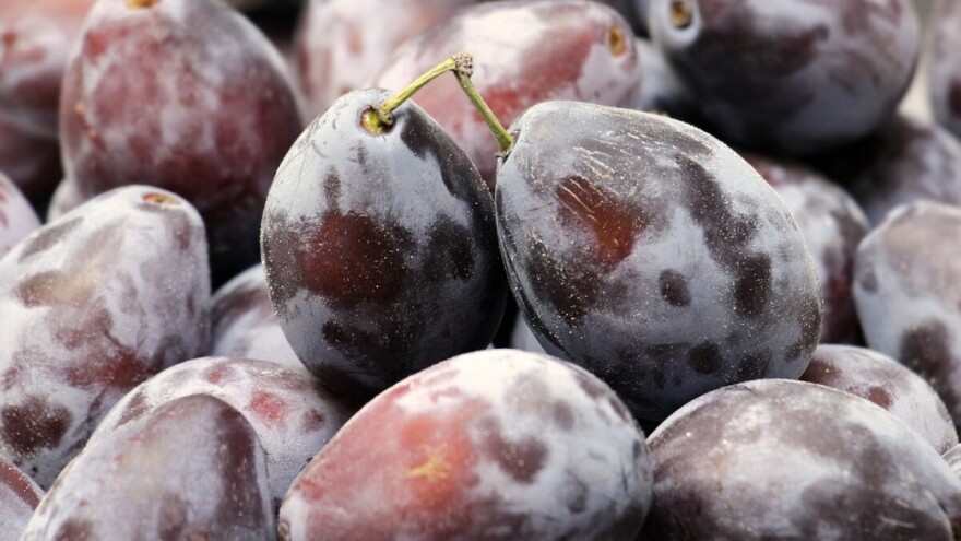 Krenuo otkup čačanske ljepotice - plan je izvesti 1.000 tona