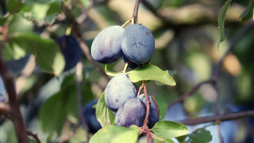 Podignite zasad šljive na 20 ari - dobivate 130 sadnica, sustav za navodnjavanje...